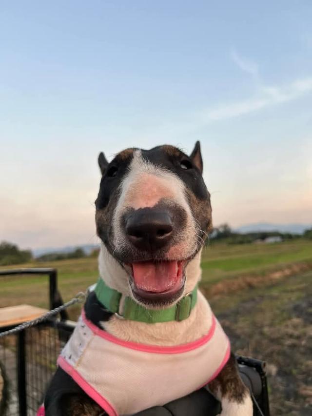 ปล่อยขาย Bull Terrier น่ารักๆ 3