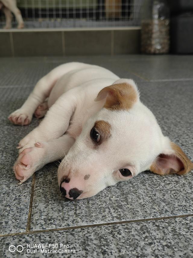 ลูกสุนัขแจ็ครัสเซล 10