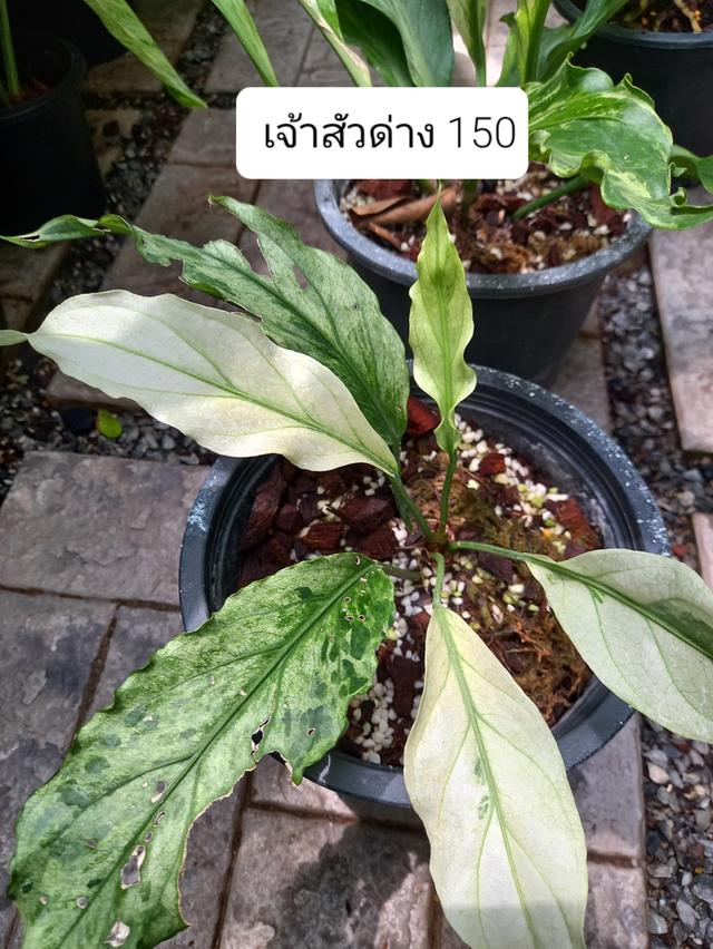 ต้นไม้ ไม้ประดับ ไม้ด่าง ไม้ใบ ไม้ฟอกอากาศ รูปที่ 4