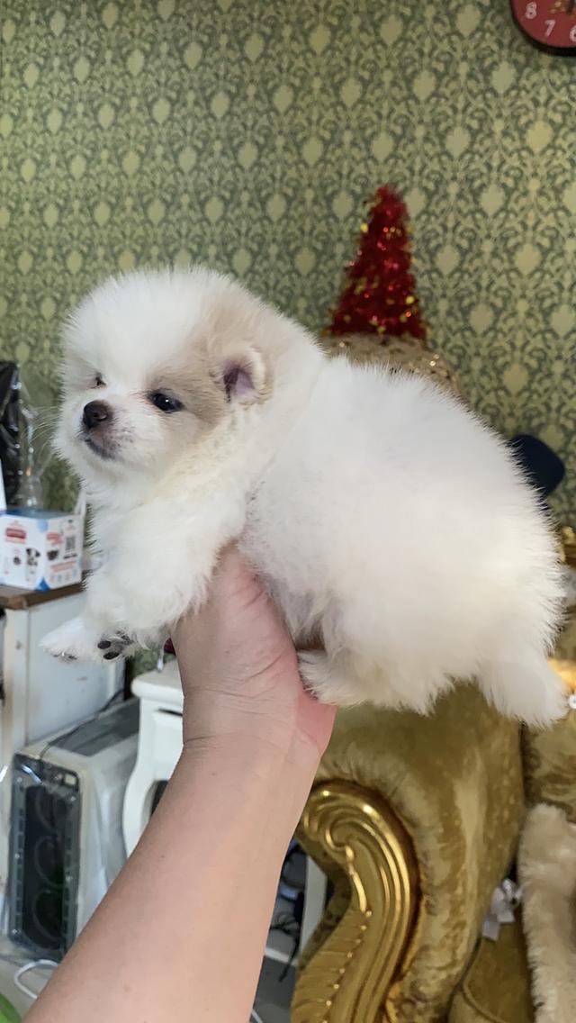 ลูกปอมแท้ น่ารัก อ้วนกลมหมี แข็งเเรง สุขภาพดี รูปย่อยที่ 2