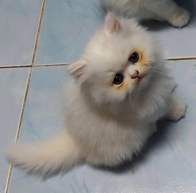 🌈เปิดจองน้องๆคลอกใหม่ ทักแชทพร้อมเปิดกล้อง รับน้องได้หลังหย่านม รูปที่ 11