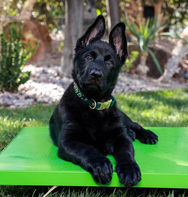 Black German Shepherd Puppies for sale รูปย่อยที่ 2