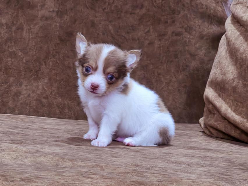 Chihuahua พันธุ์แท้ น้องโซดาเพศผู้