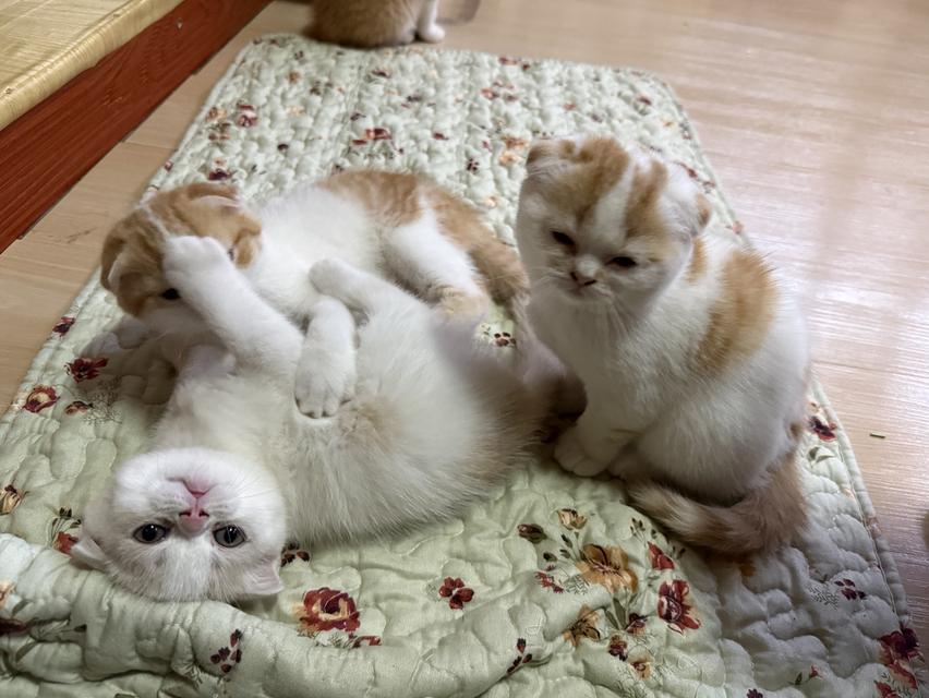 ลูกแมวสก๊อตติชโฟลด์ พร้อมย้ายบ้านวันที่ 30/03/2569