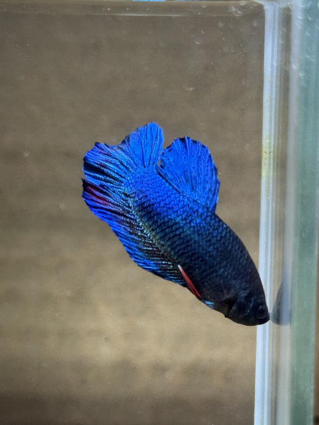 ปลากัดหม้อ ปลากัดแฟนซี รูปที่ 3