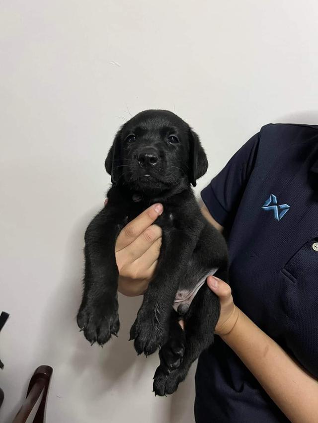 Labrador black 