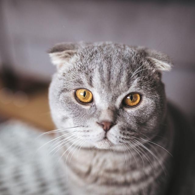 น้องแมวสกอตติส โฟลด์ น่ารัก ตาโต 3