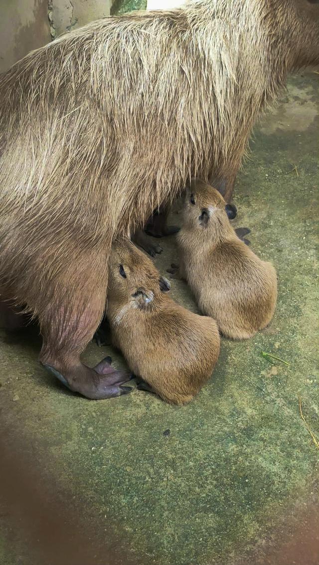 หนูยักษ์ คาปิบาร่า , capybara  2