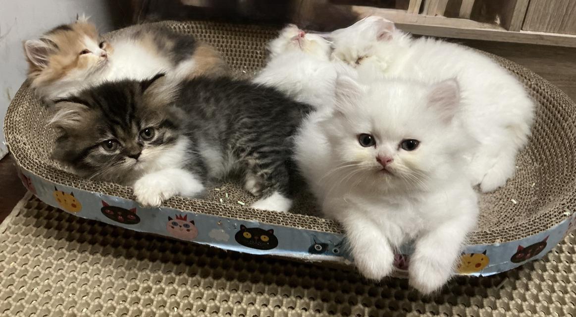 🌈เปิดจองน้องๆคลอกใหม่ ทักแชทพร้อมเปิดกล้อง รับน้องได้หลังหย่านม รูปที่ 7