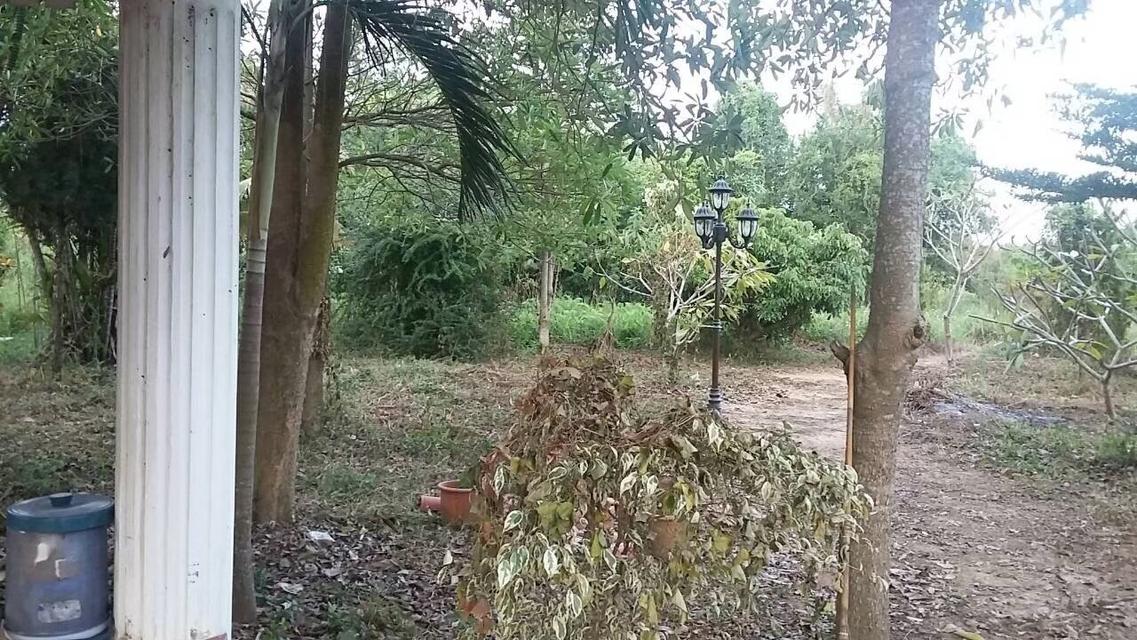 ที่ดินพร้อมบ้าน จังหวัด ลำพูน อำเภอเมือง 18