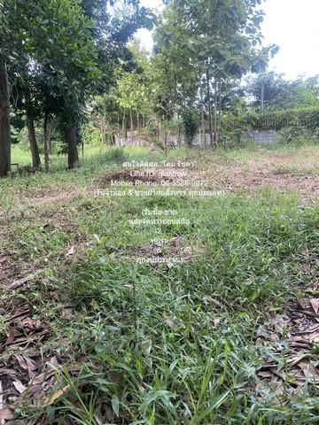 บ้าน //ถูกที่สุด//บ้าน+สำนักงาน และโกดัง บนเนื้อที่ 3-0-75 ไร่ @ถนนอยู่วิทยา หนองจอก ขนาด 75 ตร.ว. 0 งาน 3 ไร่ 3 นอน 125 8