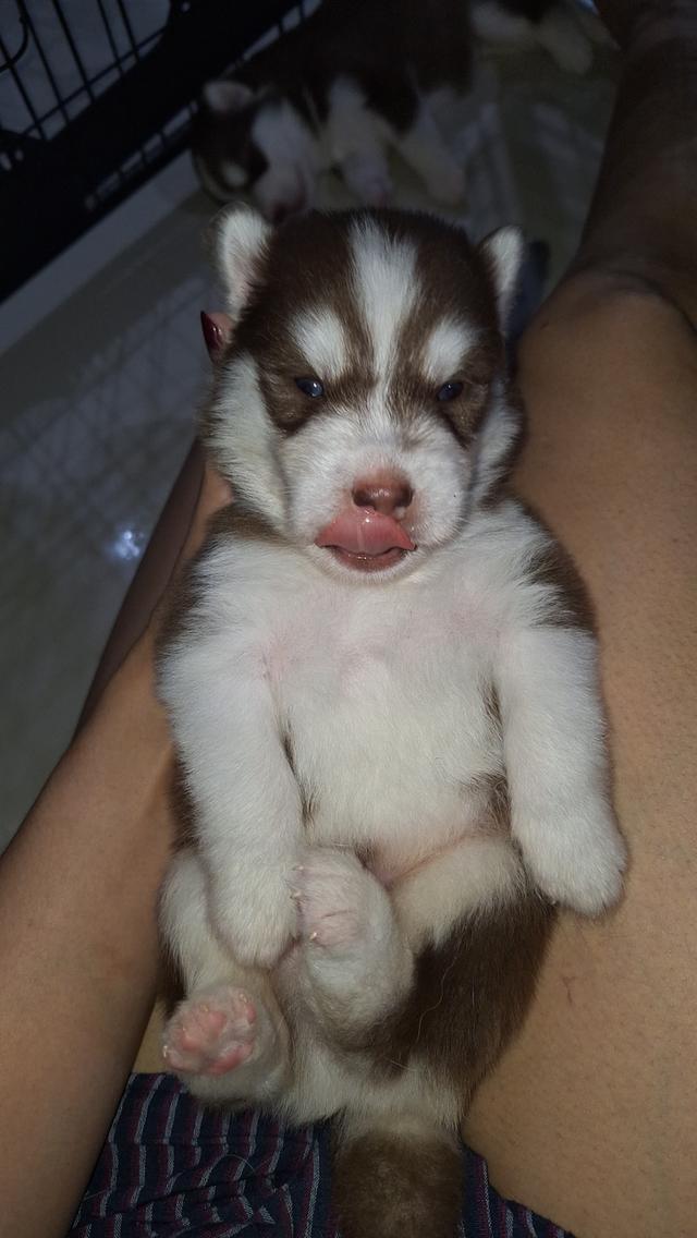 ไซบีเรียน 17