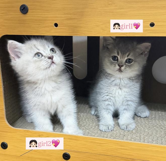 แมวสก็อตติช โซนรังสิต พร้อมย้าย 31Mar รูปที่ 3