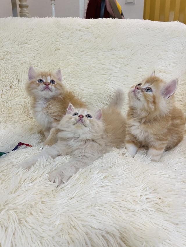 แมว เปอเซียสีส้ม ครีม🔥🔥🔥 รูปที่ 7