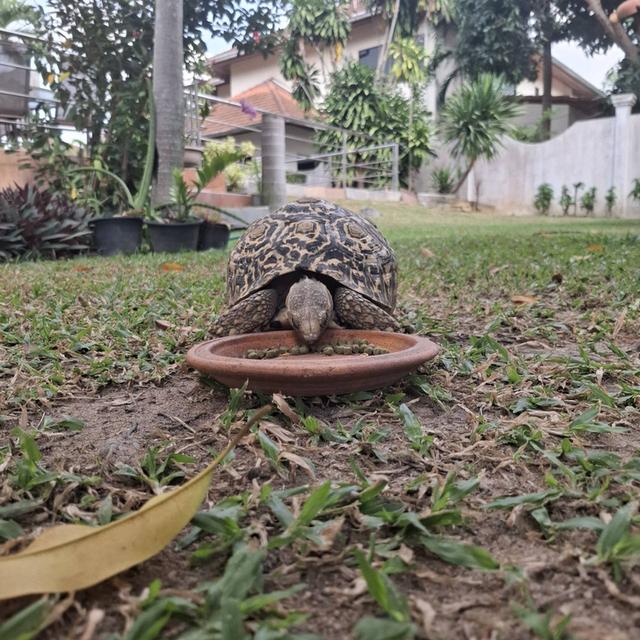 เป็นเต่าเสือดาว เพศผู้ 4