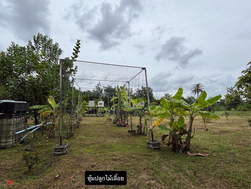 ขายที่ดินพร้อมบ้านและสวนผลไม้ 7