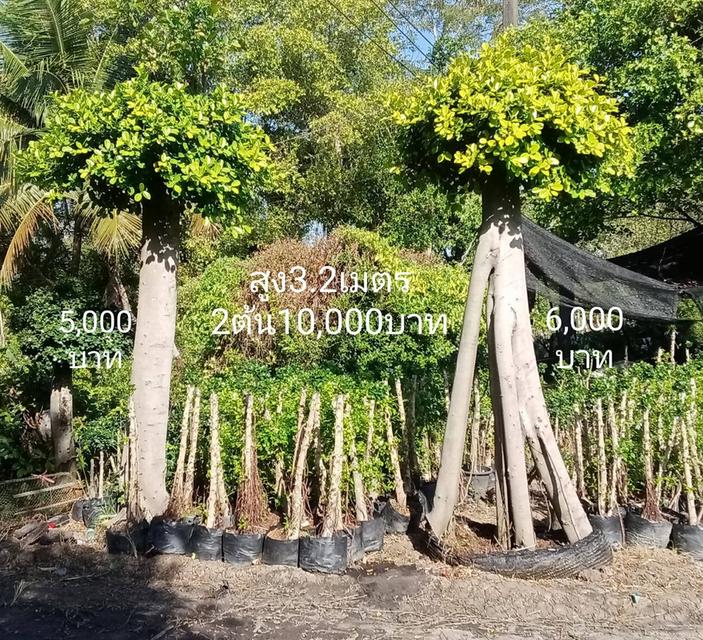 ไทรต่อยอดช้อนเงินช้อนทอง