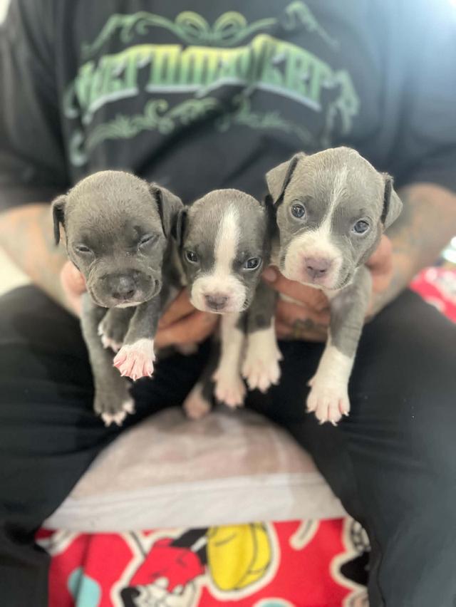 American Pitbull bruno รูปที่ 2