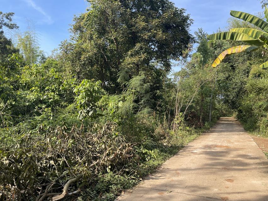 ขายด่วน ที่ดินเปล่า ติดถนนคอนกรีต อยู่ในชุมชน อุดรธานี (LSS-674) 5