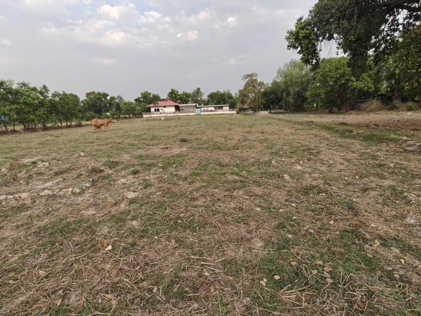 ขายที่ดินแปลงใหญ่ บ้านทุ่งขุนน้อย อุบลราชธานี ** เพียง 1.5 ลบ. ฟรีโอน ** (N.2029) 3