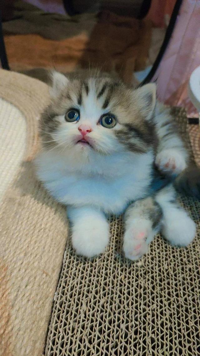 Persian แมวเปอร์เซียแท้ (Lady)