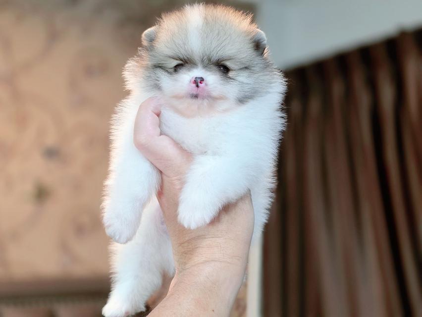 ปอมเมอเรเนียนแท้ เพศผู้ ทีคัพ รูปที่ 4