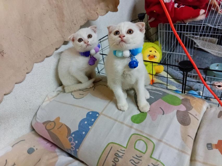 สก๊อตติช