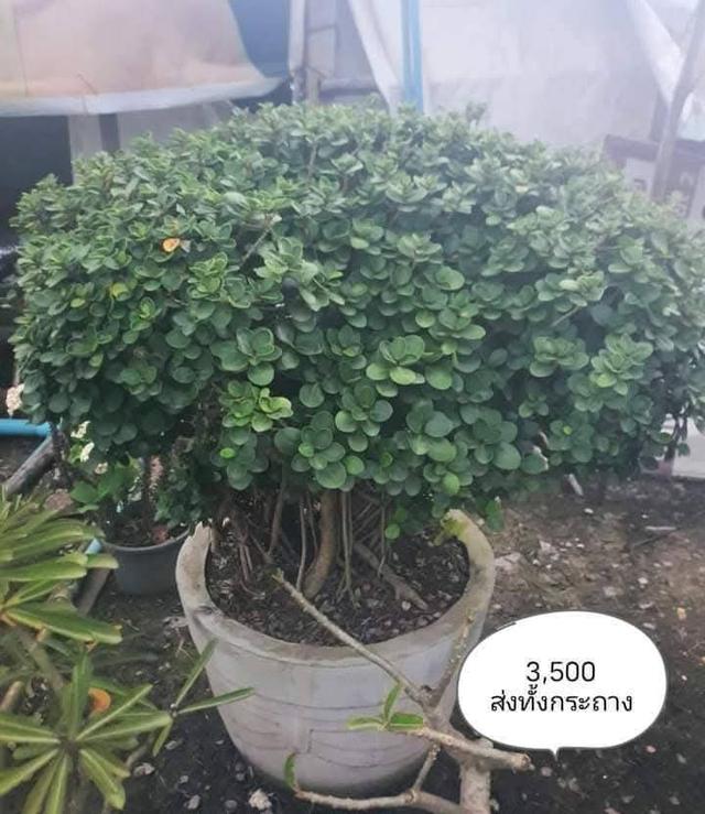 ไทรต่อยอดช้อนเงินช้อนทอง