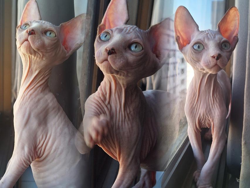 ลูกแมวพันสฟริงซ์ อายุ3เดือน เพศเมีย รูปที่ 4