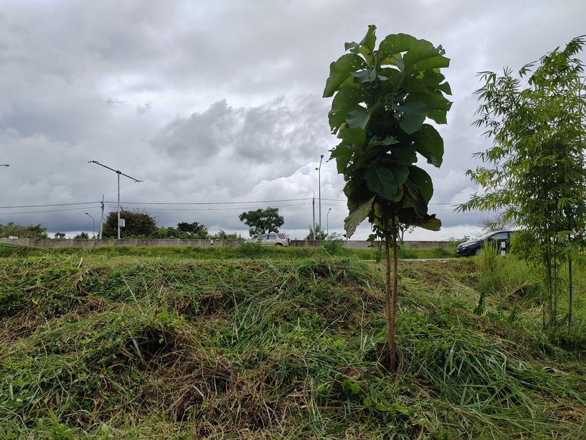 ขายที่ดินวิวสวยเชียงใหม่คันคลอง-เส้นเลี่ยงเมืองสันป่าตอง 12