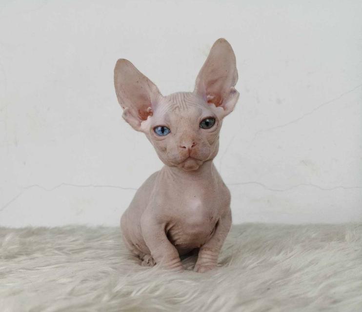 34.แมวแบมบิโน่/เพศผู้ หาบ้าน Bambino Cat/Male looking for a new home ตาสองสี/Odd-eyed