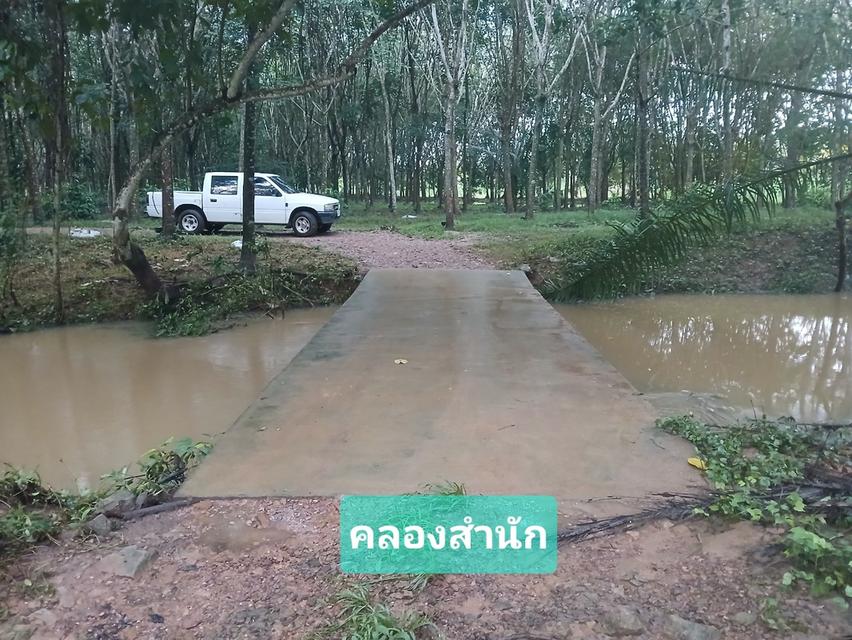 ขายสวนปาล์มสวนยาง โฉนด 25 ไร่ สะพลี ปะทิว ชุมพร 14