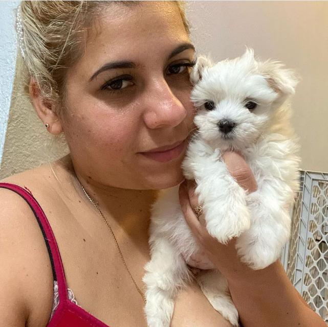 Teacup Maltese Puppies | WhatsApp me : +66 63 826 3042