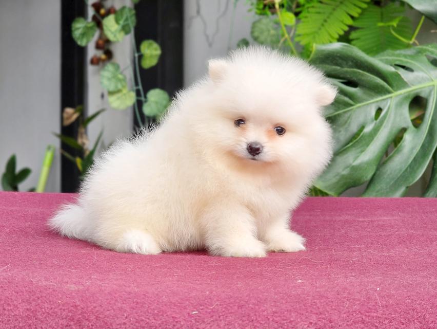 Pomeranianสีขาวหน้าหมีเพศผู้วัคซีนแล้วพร้อมย้ายบ้านมีบริการจัดส่งเก็บปลายทาง