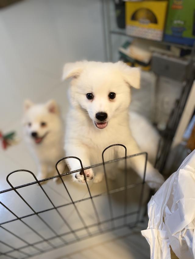 Japanese Spitz  10
