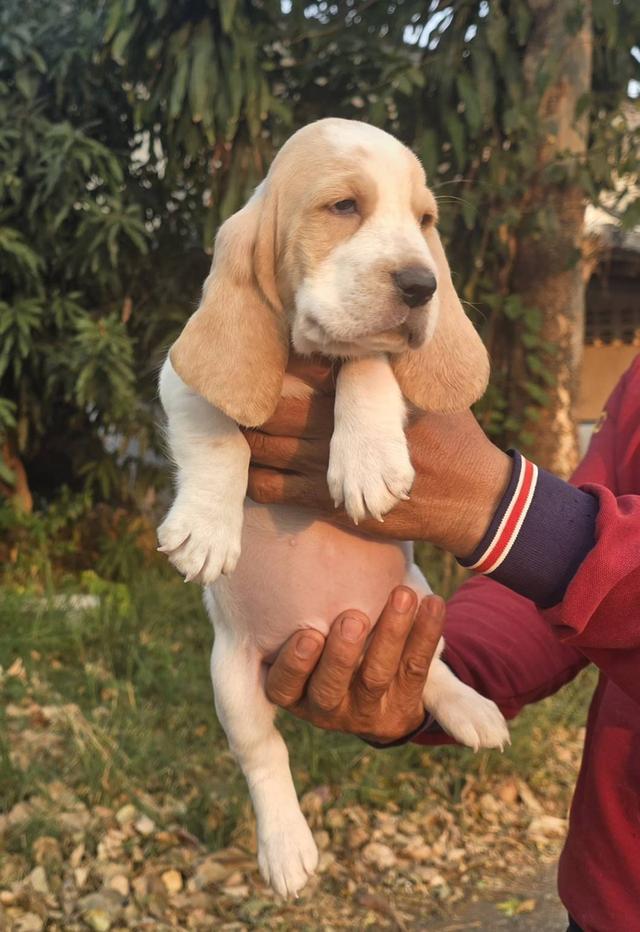 สุนัขบาสเซ็ตฮาวด์เพ็ดสมาคมเต็มใบ รูปที่ 14