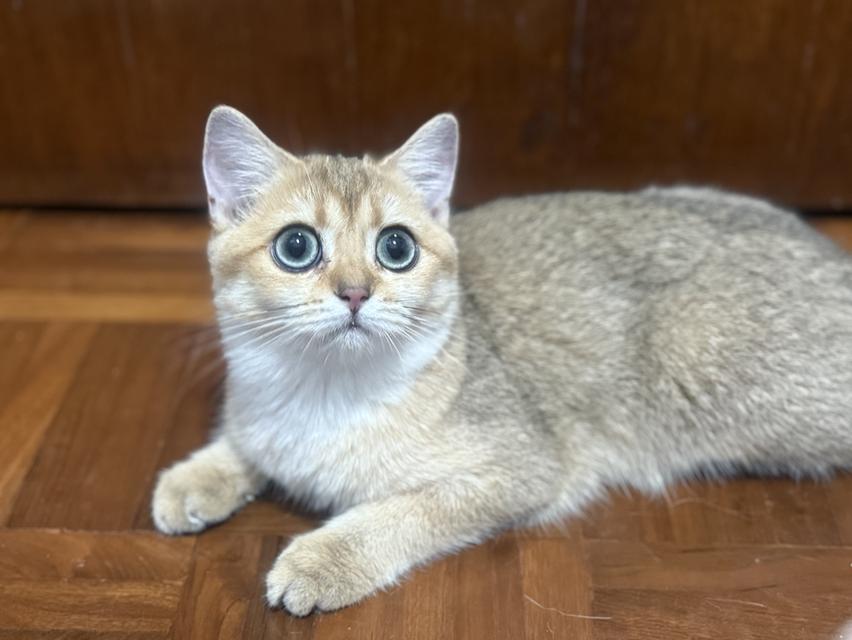 แมวบริติช 3
