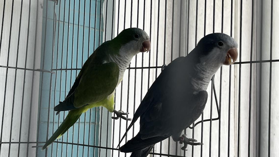 นกแก้วม๊องค์ Monk parrot