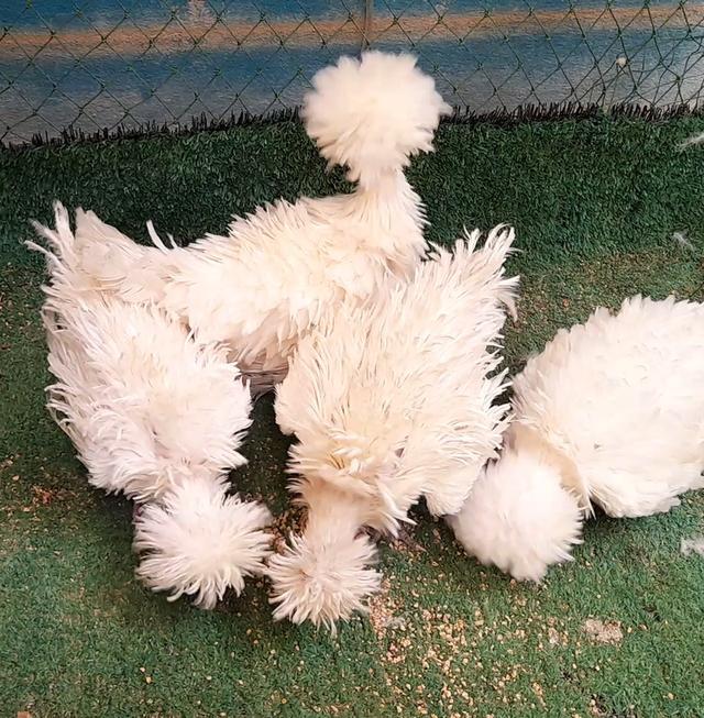 ไก่โปแลนด์ขนกลับสีขาวชุด4ตัวผู้1เมีย3"ส่งฟรีทั่วไทย" รูปที่ 6