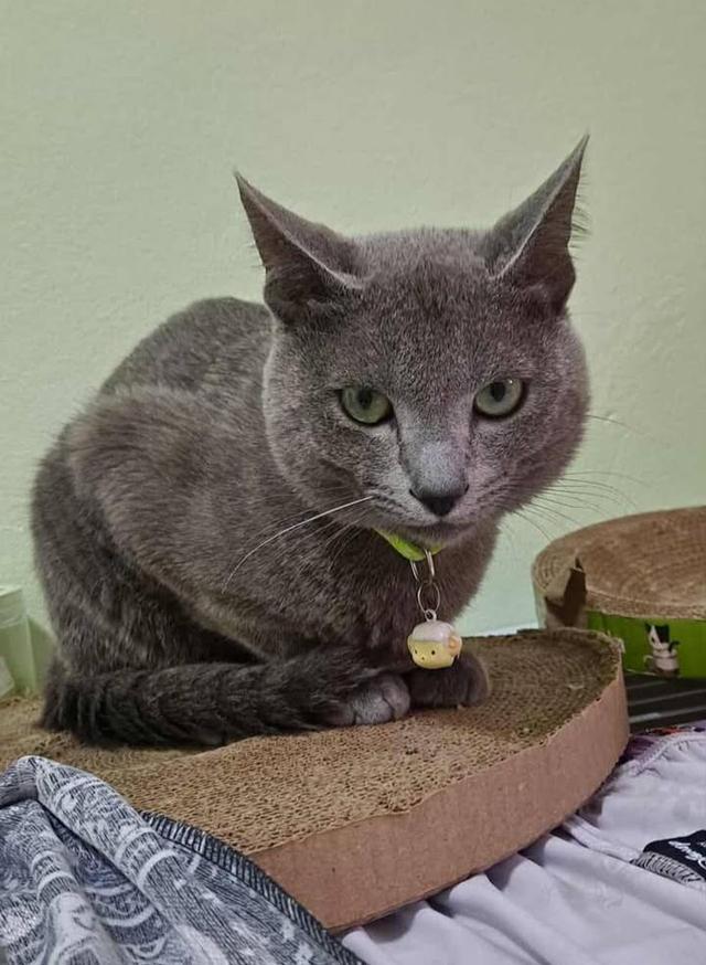 แมวรัสเซียน บลู/เพศผู้ นำเข้าจากเกาหลีใต้ มีเอกสารส่งออก+ฝังไมโครชิพ Russian Blue Cat/Male Imported from South Korea with export documents and