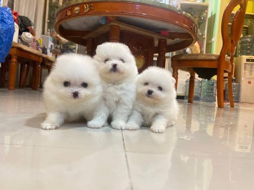 ลูกปอมแท้ มีบริการจัดส่งทั่วประเทศ รูปที่ 7