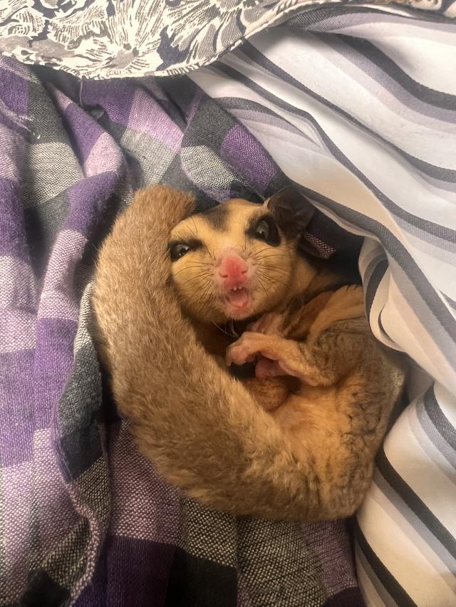 A pair of sugar gliders รูปที่ 2