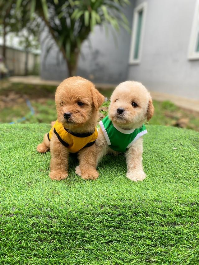 พุดเดิ้ล+ชิวาวา เพศชาย น่ารักๆ รูปย่อยที่ 4