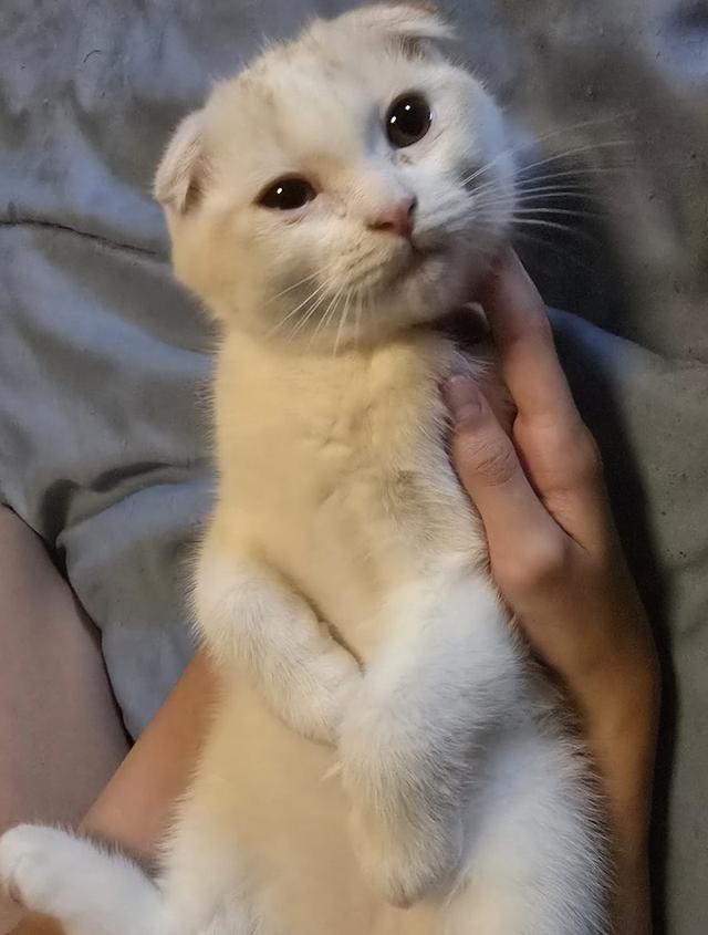 แมว สก็อตติชโฟลด์หูพับ White & Orange Stripes 6