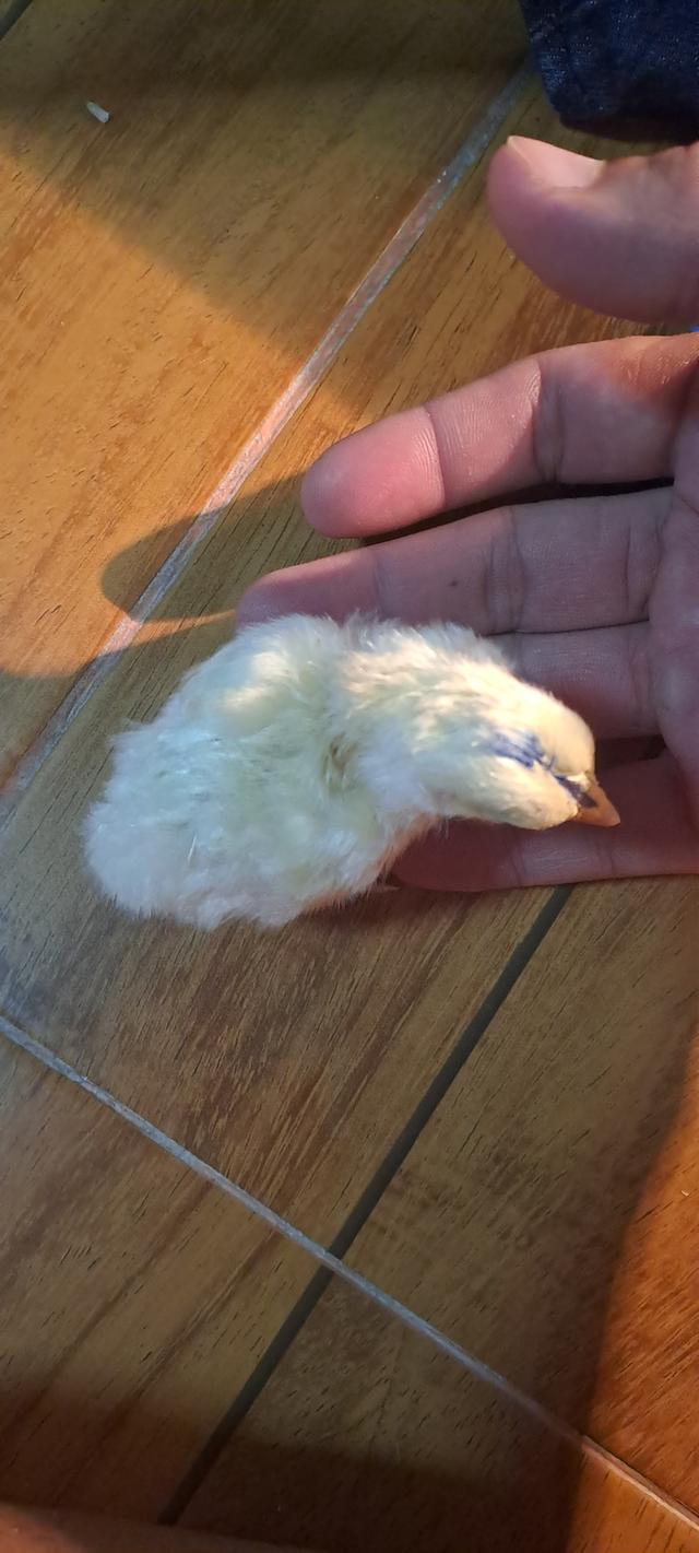 แบ่งสายพันธุ์ ลูกไก่ชน เหล่าพ่อแม่เงินล้าน