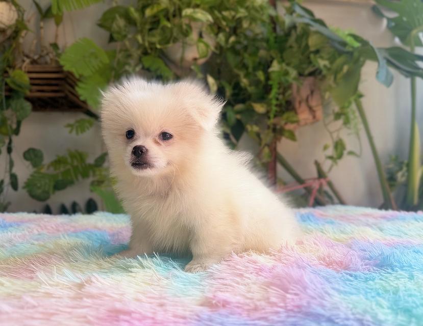 ปอมผสมชิวาวาสีขาวครีมเพศเมียพิกัดรามอินทรา 9