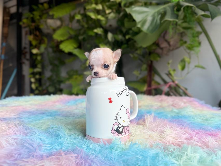 ชิวาวาแท้ขนสั้น เพศผู้