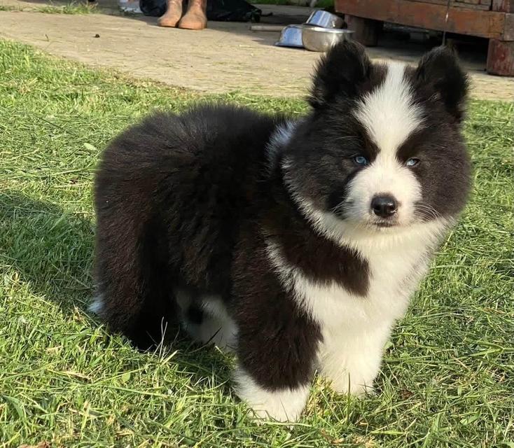 Siberian Husky Thailand | Woolly Coat | Blue Eyes | Healthy Puppies รูปย่อยที่ 3