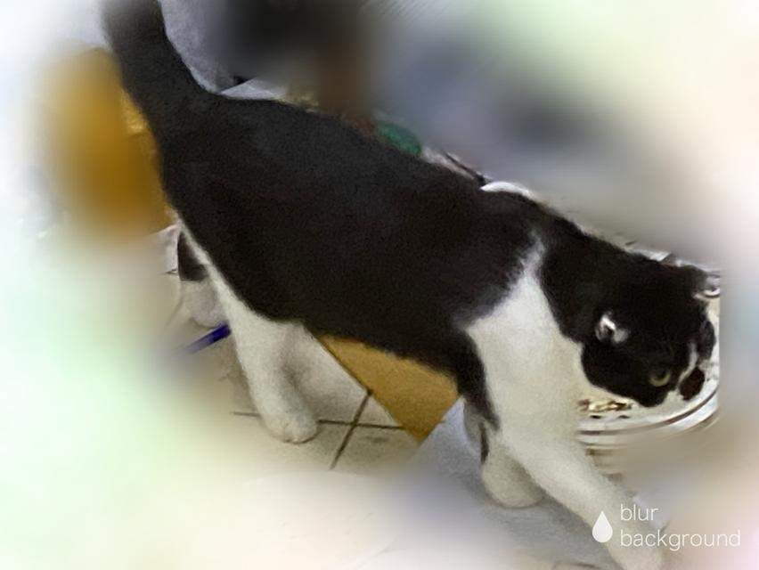 แมวพันธุ์สก็อตติช 4