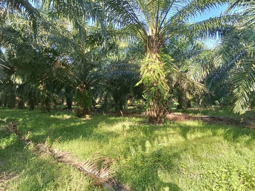 ขายที่ดินพร้อมปาล์มปลูก 14 ปี 5